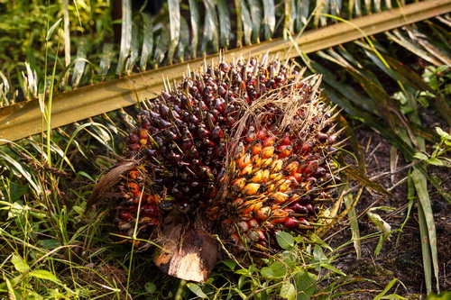 Creating opportunities for sustainable palm oil in Latin America ...