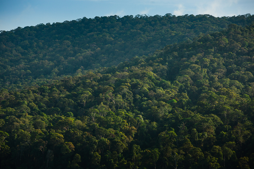 New Guidance For Working With High Conservation Values In Malaysia ...