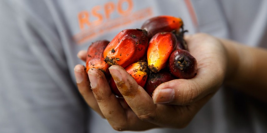 BASF, The Estée Lauder Companies, RSPO and Solidaridad partner for 