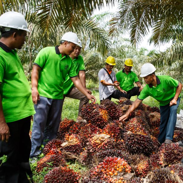 Pour une huile de palme durable, soutenir les petits producteurs et  encadrer les grandes plantations