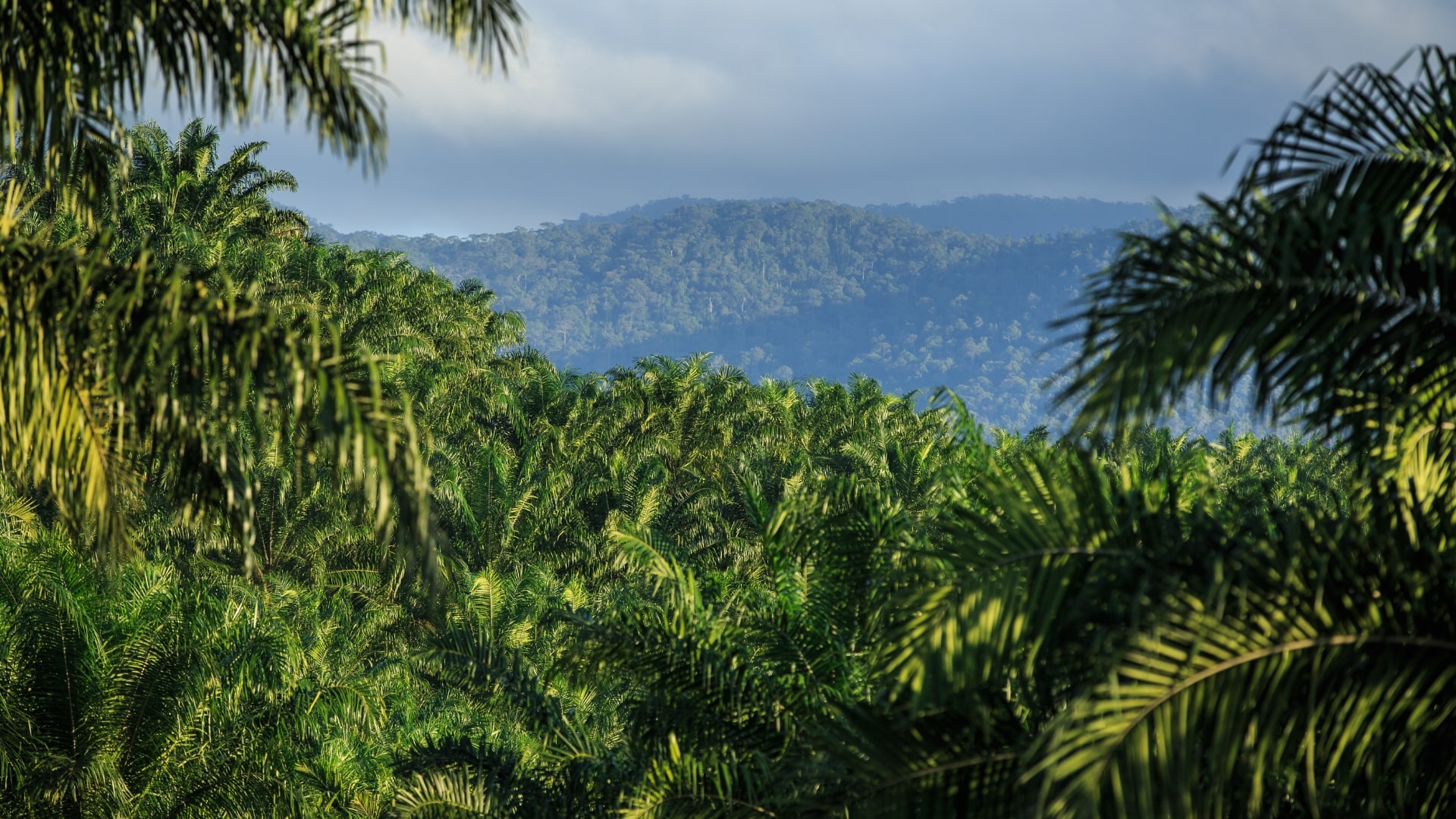 RSPO Trainer Academy - Roundtable on Sustainable Palm Oil (RSPO)