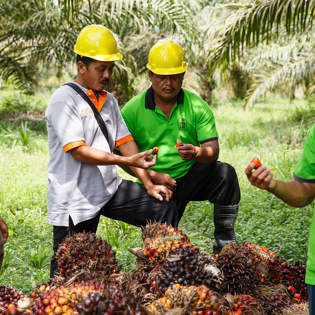 Sustainable Palm Oil