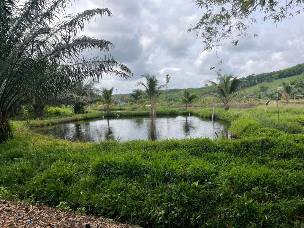 One of four fish ponds in Dauda’s plantation