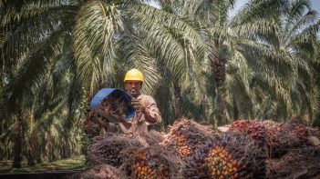 Ecuador Reaches a New Milestone on its Path to RSPO Jurisdictional Certification