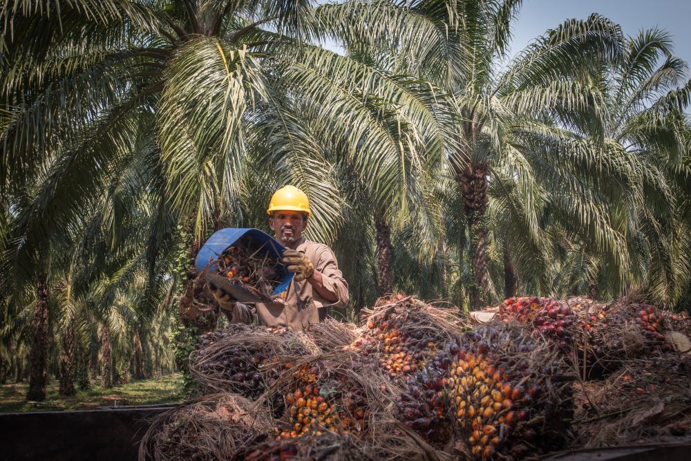 Ecuador Reaches a New Milestone on its Path to RSPO Jurisdictional Certification