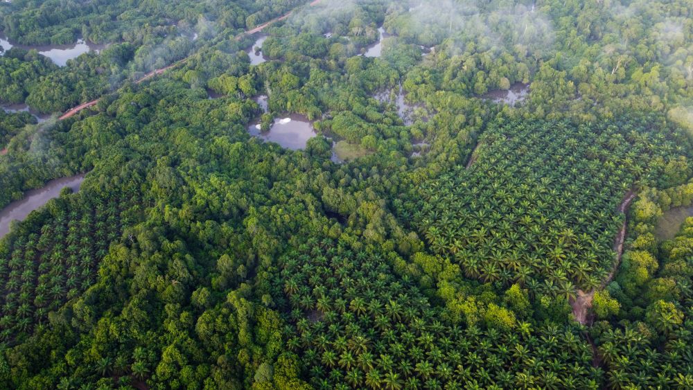 New ISEAL Case Study Identifies Pathways to EUDR Compliance in Palm Oil Sector
