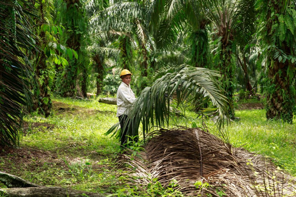 Circular Economy and Biomass: A Game-Changer for the Sustainable Palm ...