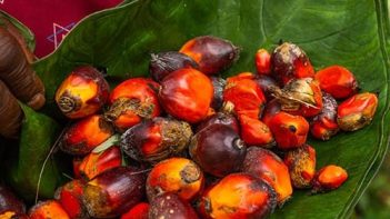 RSPO - Certified Sustainable Palm Oil (CSPO)