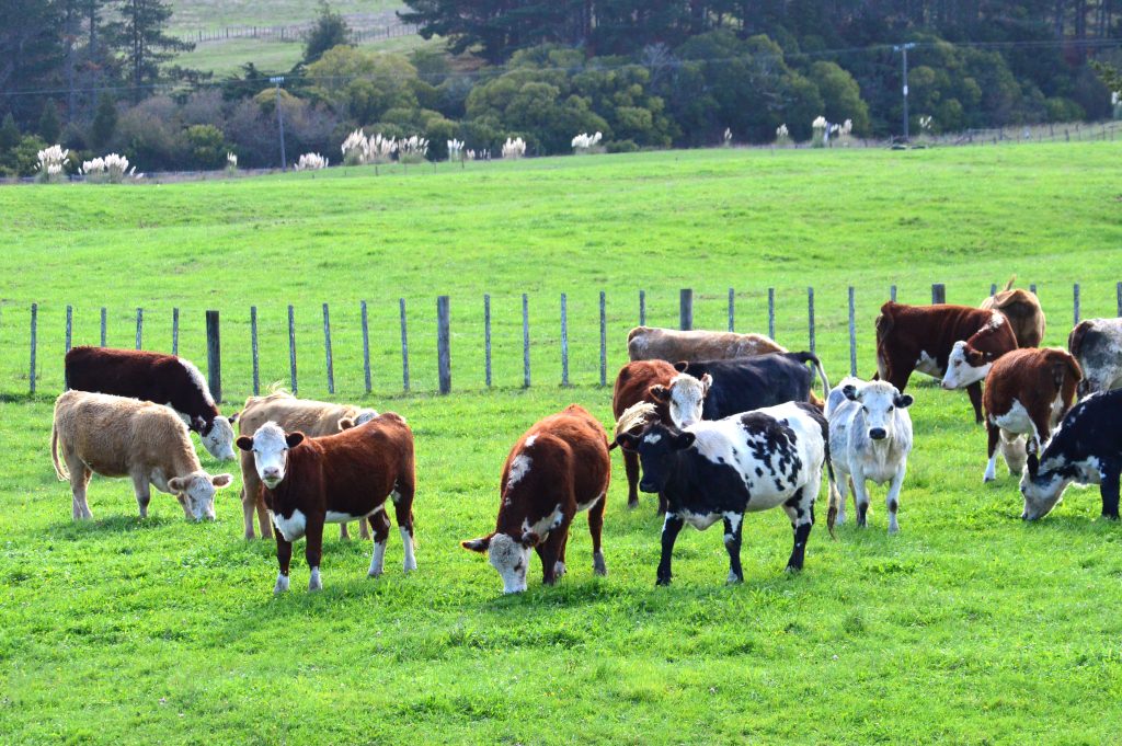 ニュージーランドのヤシリ牧場