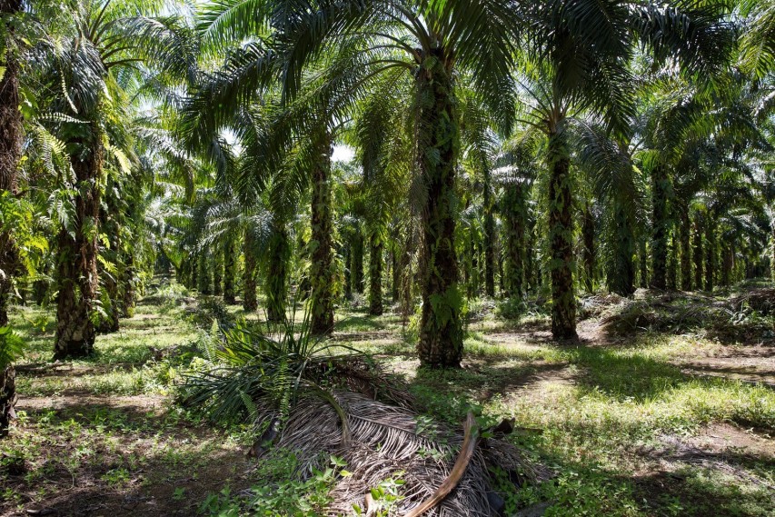 Comprehensive Study Suggests RSPO CSPO Poses Lower Environmental Impact ...